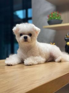 Корейский мальтез