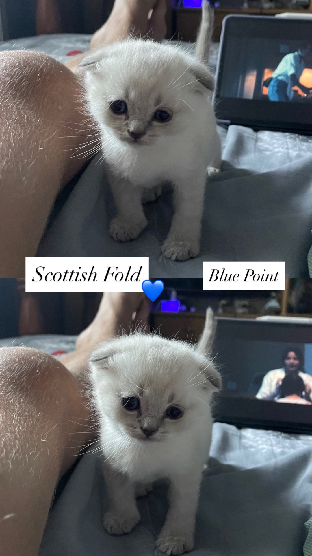 Кошенята Scottish Fold/Straight