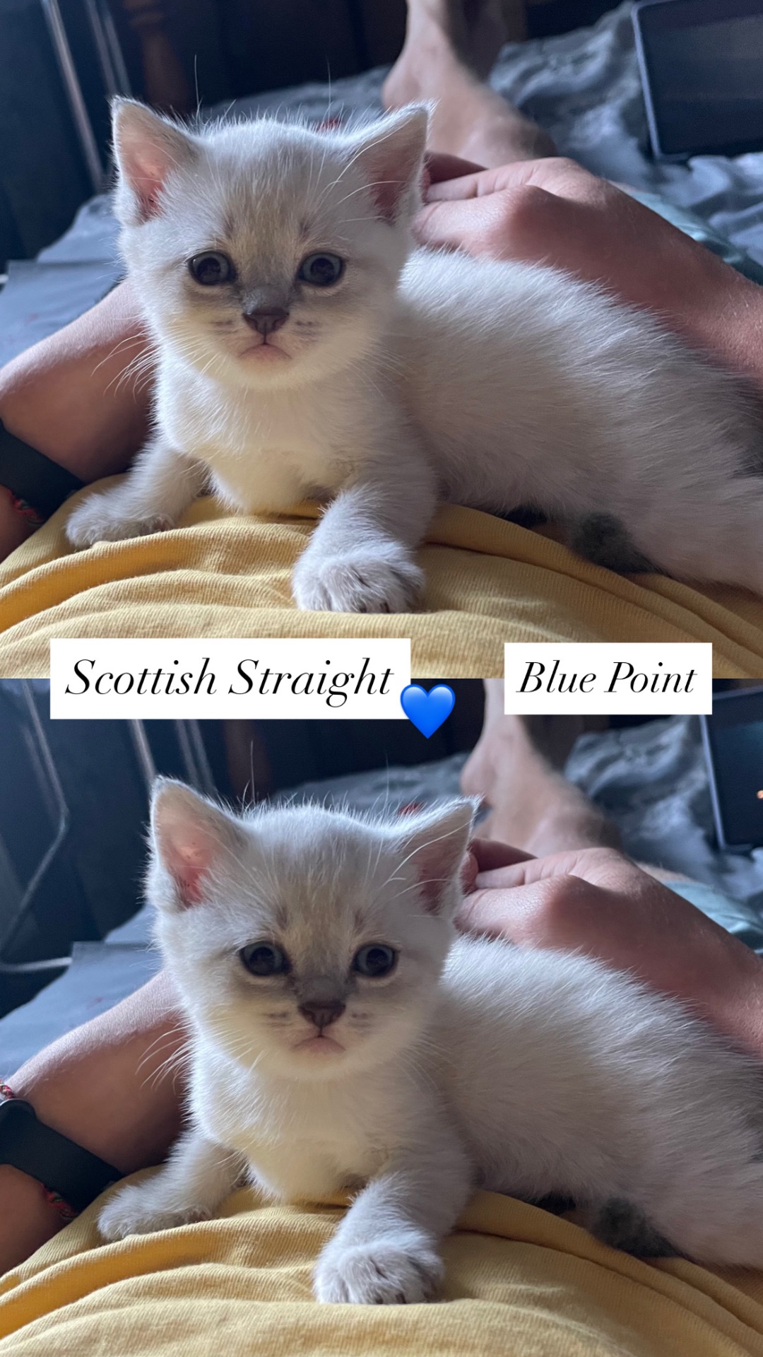 Кошенята Scottish Fold/Straight