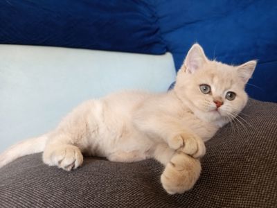 Кошенятко хлопчик Британська шиншила