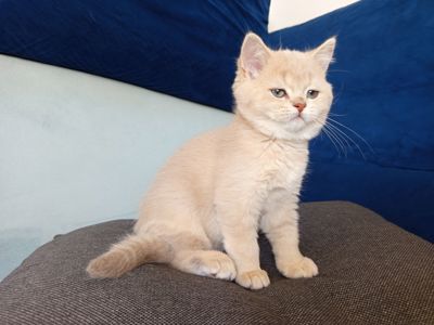 Кошенятко хлопчик Британська шиншила