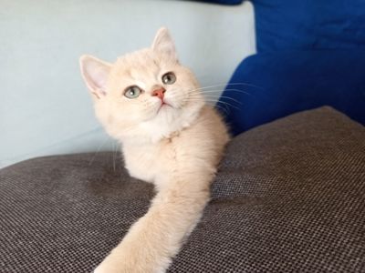Кошенятко хлопчик Британська шиншила