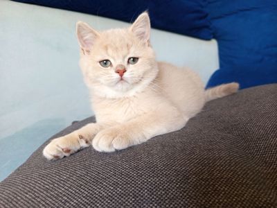 Кошенятко хлопчик Британська шиншила