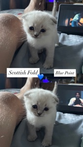 Кошенята Scottish Fold/Straight