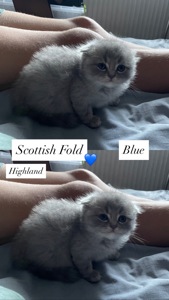 Кошенята Scottish Fold/Straight