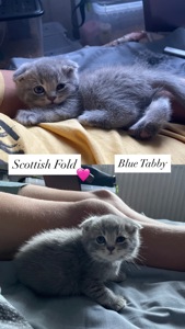 Кошенята Scottish Fold/Straight