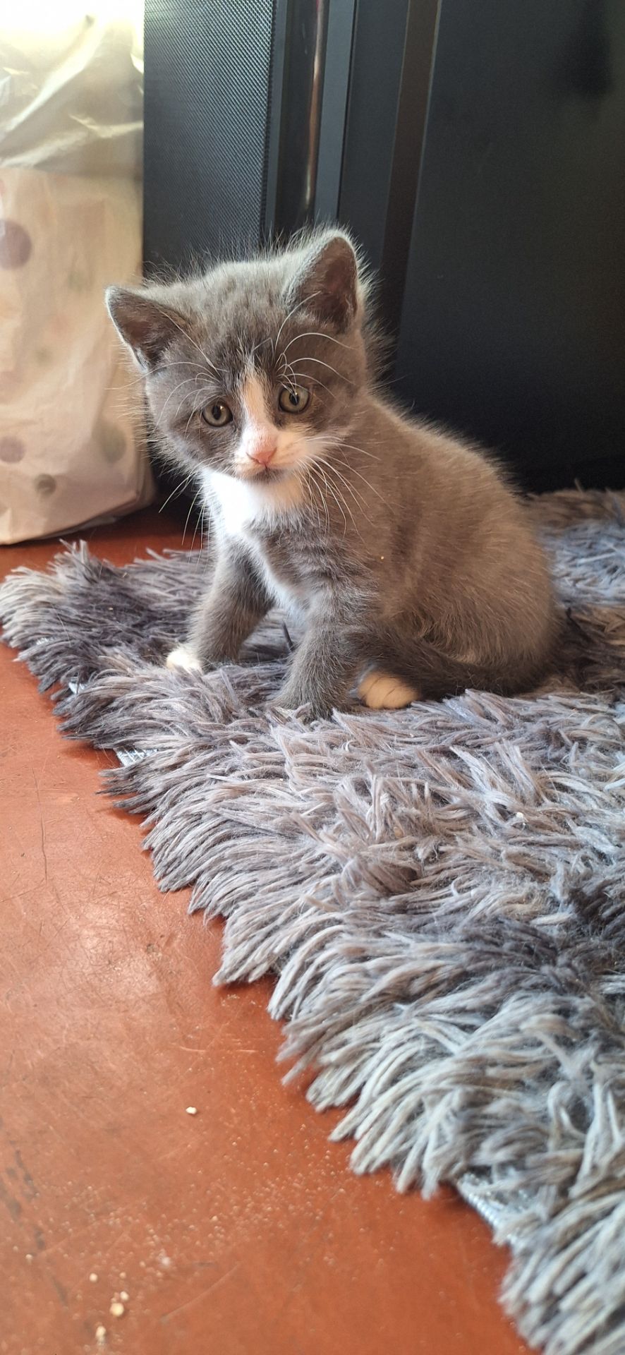 Сіреньке, пухнасте кошеня 🥰