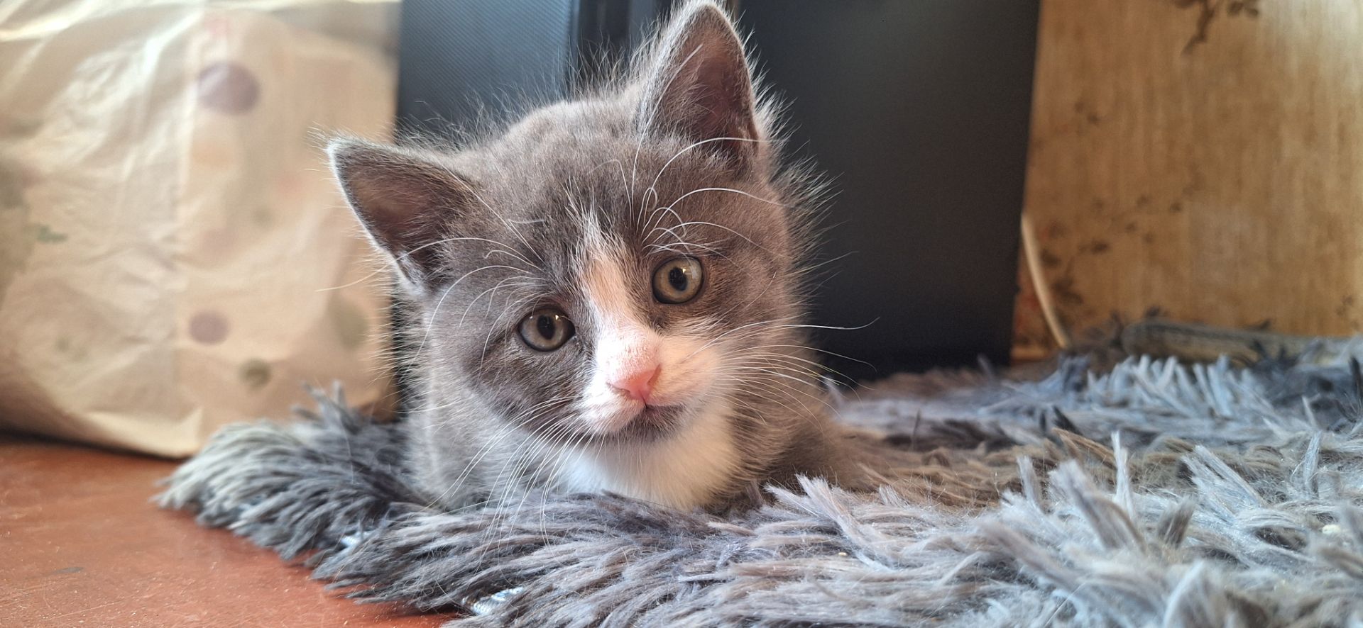Сіреньке, пухнасте кошеня 🥰