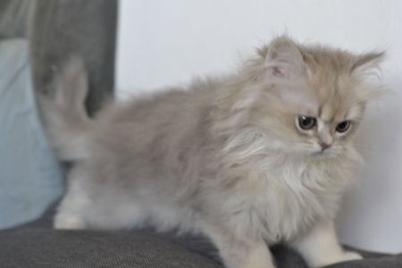 Кошенятко дівчинка британка