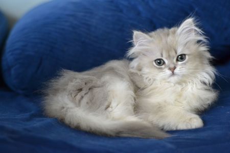 Кошенятко дівчинка британка