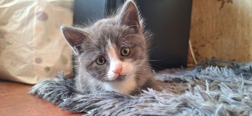 Сіреньке, пухнасте кошеня 🥰