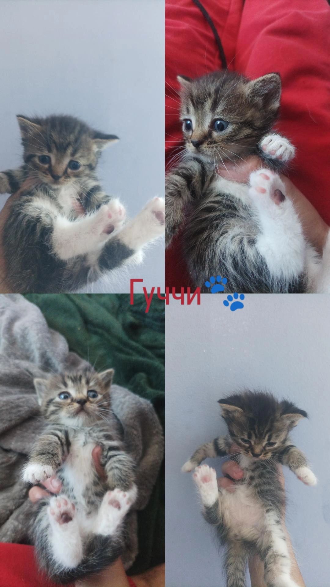 ✨ Отдаётся котёнок по имени Гуччи