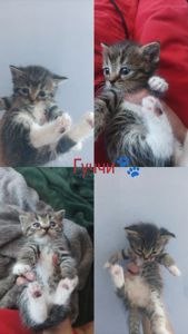 ✨ Отдаётся котёнок по имени Гуччи