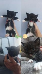 ✨ Отдаётся котёнок по имени Луна ✨