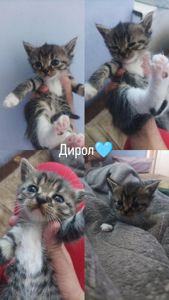 💙 Отдаётся котёнок по имени Дирол 💙