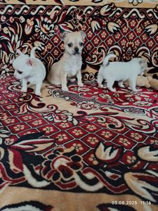Суперовые детки чихуахуа