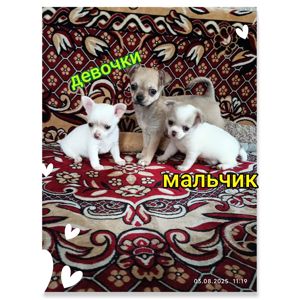 Суперовые детки чихуахуа