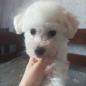 Продам цуценят бішон фрізе