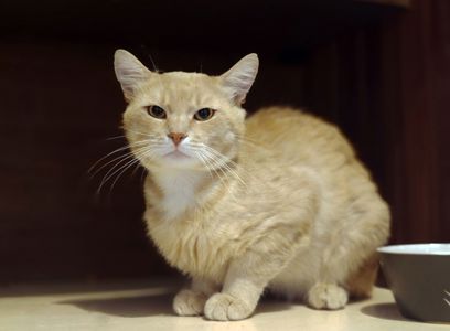 Кремчик