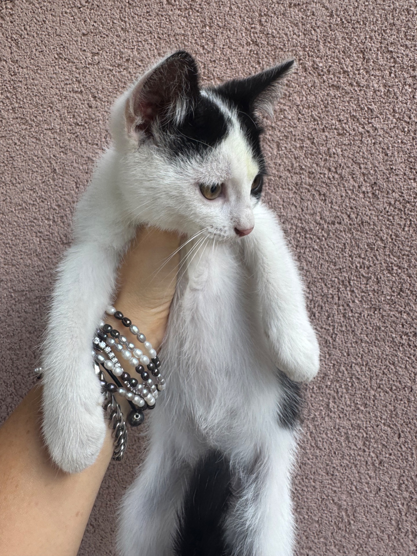 Кошенята шукають родину
