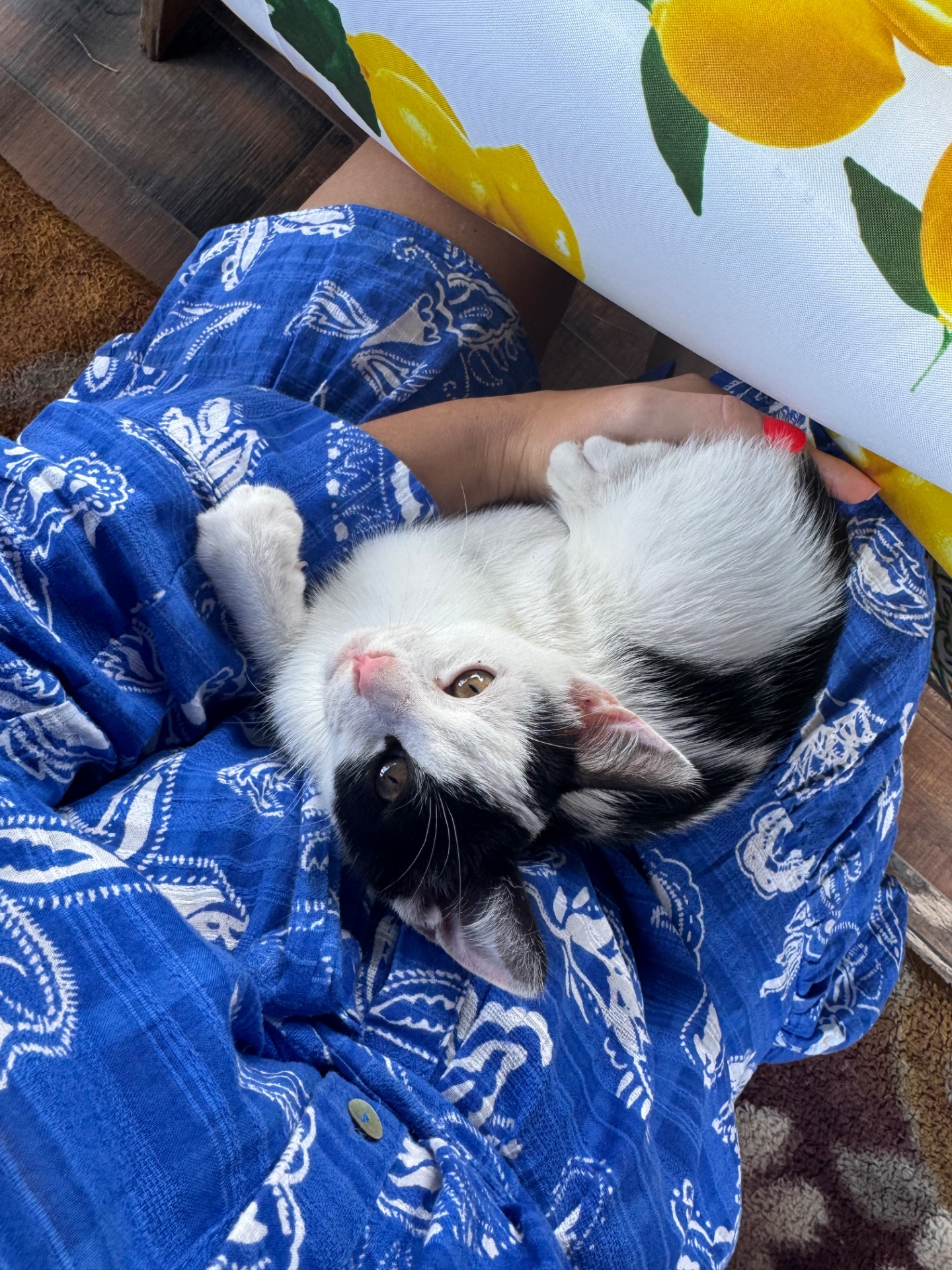 Кошенята шукають родину