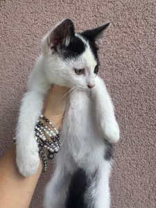 Кошенята шукають родину