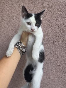 Кошенята шукають родину