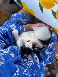 Кошенята шукають родину