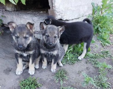 Лейла