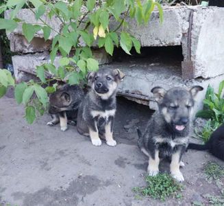 Ліка
