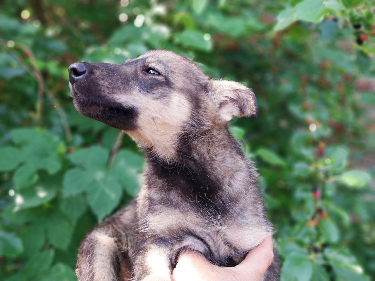 Лейла