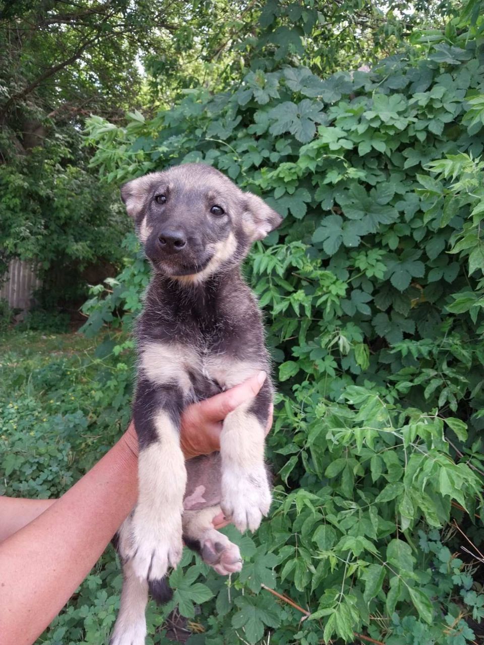 Лесі