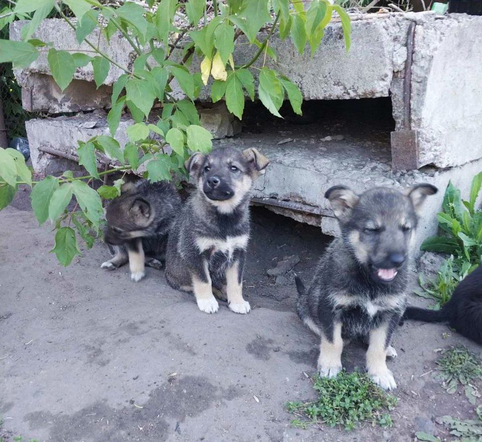 Ліка