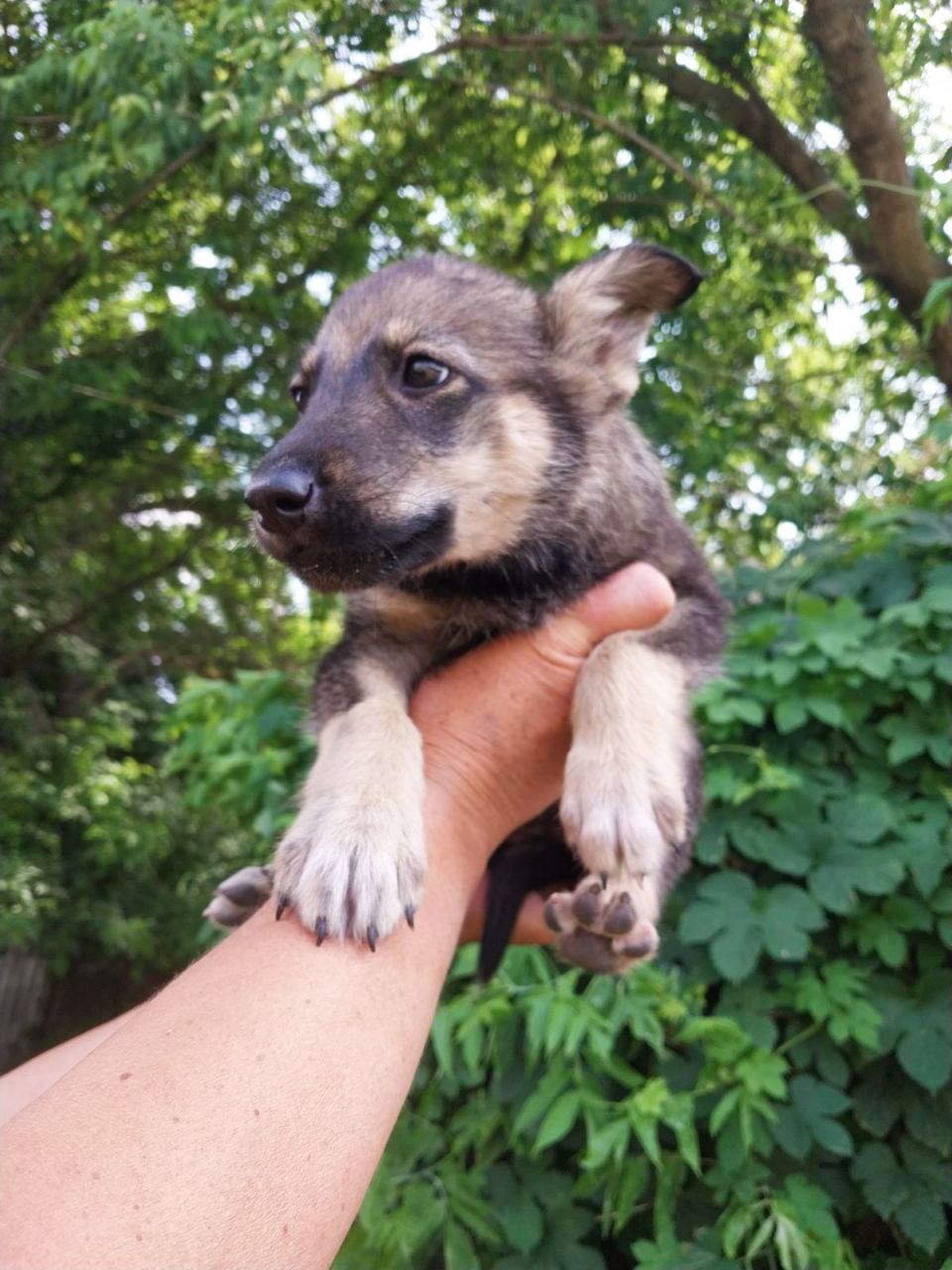 Ліка