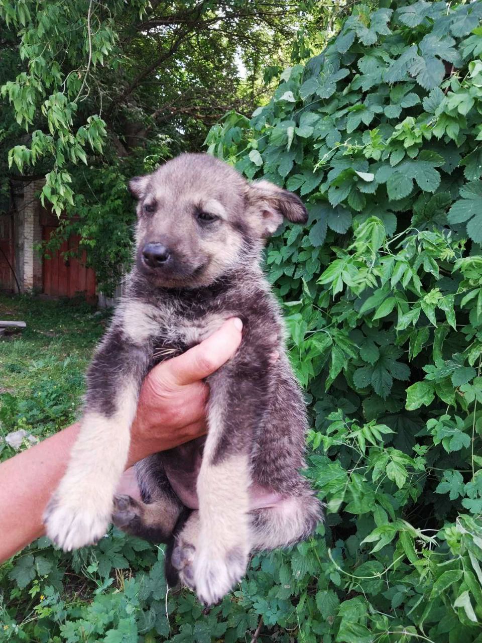 Ліка