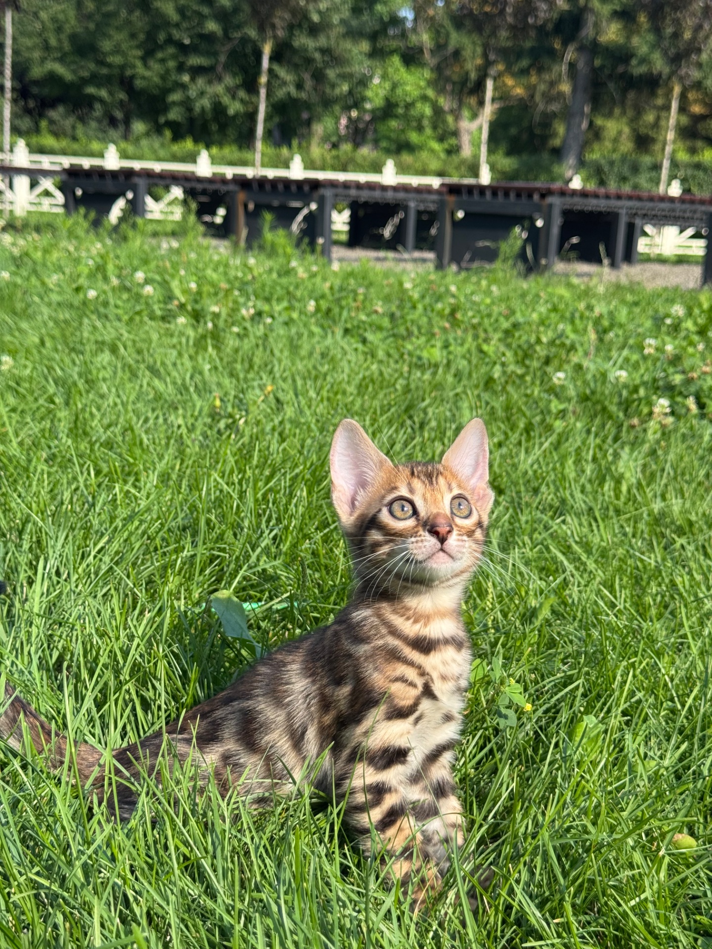 Кошенята Бенгали