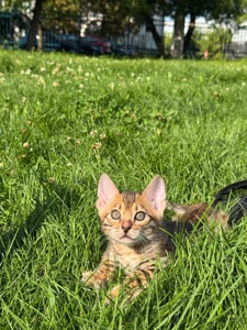Кошенята Бенгали