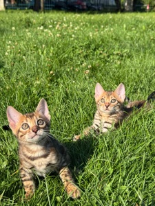 Кошенята Бенгали