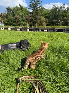 Кошенята Бенгали