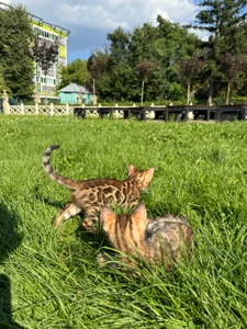 Кошенята Бенгали