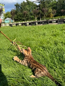 Кошенята Бенгали