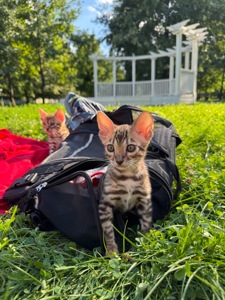 Кошенята Бенгали
