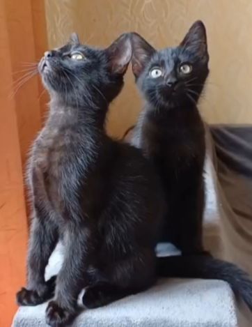 Кошеня Сміт