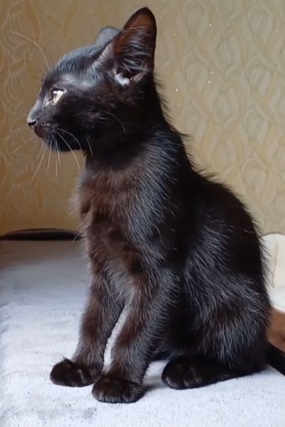 Кошеня Сміт