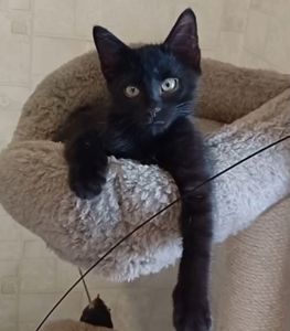 Кошеня Сміт