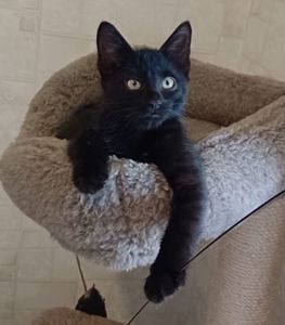 Кошеня Сміт
