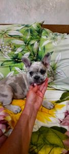 Цуценята французького бульдога