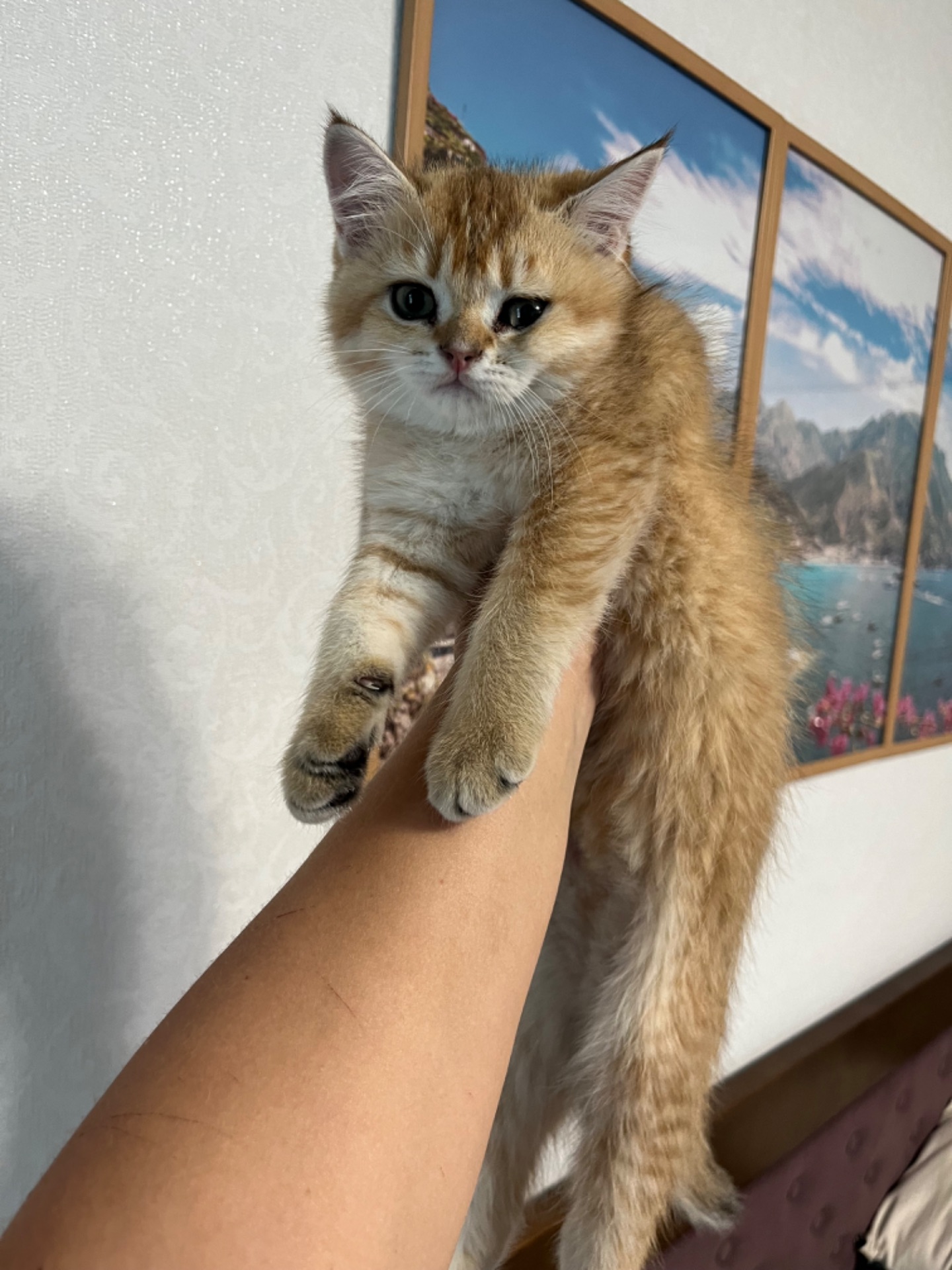 Котята шиншиллы