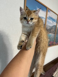 Котята шиншиллы