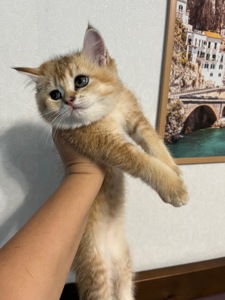 Котята шиншиллы